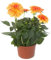 Dalia - Dahlia - en Flor Natural Planta Primaveral Perfecta para Jardines y Terrazas