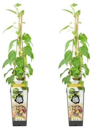 Bloomique - Set di 2 - Actinidia Arguta Issai - Kiwiberry - Piante da frutto - Piante da giardino - Resistenti al freddo invernale - Altezza 50-70 cm - Vaso 15 cm