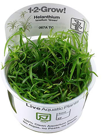 Tropica In Vitro 1-2-grow! Live Aquarium Plants (Helanthium tenellum 'Green')