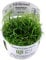 Tropica In Vitro 1-2-grow! Live Aquarium Plants (Helanthium tenellum 'Green')