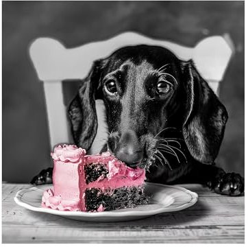 STYLER Küchenbild Dackel 30 x 30 cm I TIERISCH HUMORVOLL I Glasbild mit Dackel und Torte I Bild für Küche & Wohnzimmer I Deko Wandbild modern I Tierbilder Set