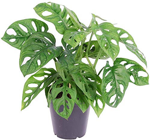 1 x Unique Monstera obliqua Monkey Leaf Potted Air Purifying 20-30cm Houseplant