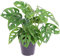 1 x Unique Monstera obliqua Monkey Leaf Potted Air Purifying 20-30cm Houseplant