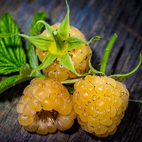 Saterkali Semi di lampone, 100 Pz/borsa Semi di lampone Prolifico Vitale Piantine di frutta da giardino commestibili ben adattate per il patio Giallo Semi Di Lampone