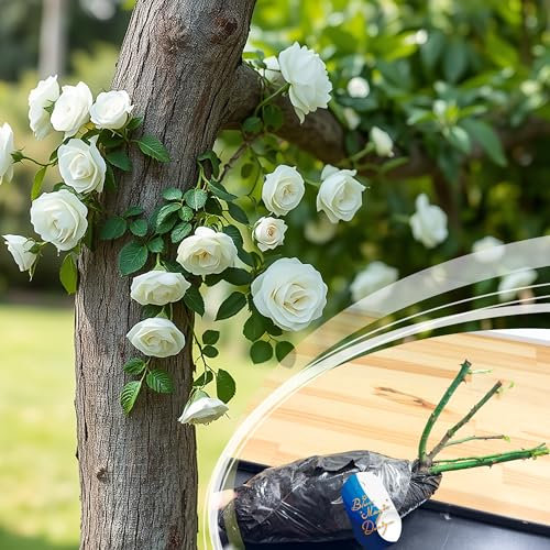 Hardy Bare Root White Climbing Rose – Elegant Blooms for Garden Borders, Walkways, Climbing Trellises, and Flowering Plants