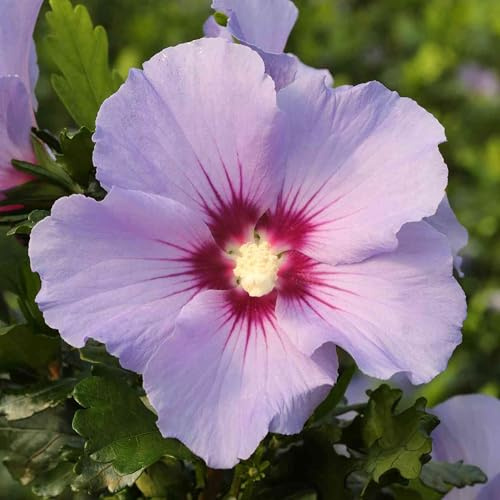 GARTEN SCHLÜTER® Hibiskus Garteneibisch Marina - 30-40 cm | Hibiscus syriacus - winterhart und mehrjährig - 1 Zierstrauch