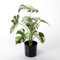 Künstliche Deko Monstera im schwarzen Topf 37 cm grün Kunstpflanze Künstliche Monstera Deko Topfpflanze Deliciosa Albo Variegata