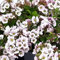 10 Stück Gypsophila Cerastioides von Intragarten Himalaya-Schleierkraut Bodendecker im Topf