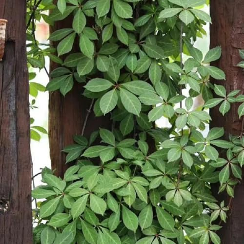 Parra virgen, enredadera de culantrillo - trepadoras de rápido crecimiento Parthenocissus Quinquefolia balcón lugares soleados jardín rocas oficina hoja 550semillas
