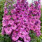Rosa Delphinium Samen, Astolat, Erbstück Blumensamen, hohe rosa Blüten, 50ct