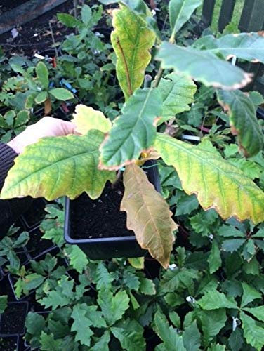 Portal Cool Saul Quercia Piantine Piccolo 1 Year Old, Rovere/Giardino Albero/Quercus/Bonsai