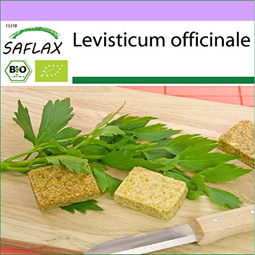 SAFLAX - Ecológico - Apio de monte o levístico - 100 semillas - Levisticum officinale