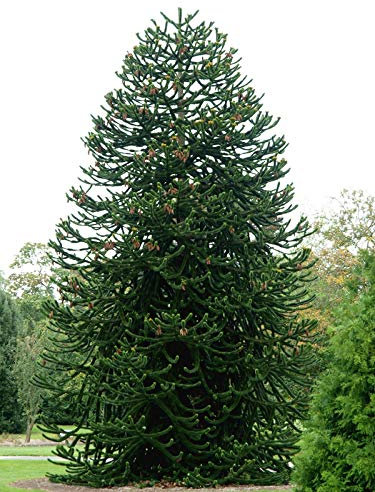 Chilenische Schmucktanne ca. 40 cm - Andentanne - Araucaria araucana - Schlangenbaum - Schuppentanne - Affenschwanzbaum