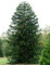 Chilenische Schmucktanne ca. 40 cm - Andentanne - Araucaria araucana - Schlangenbaum - Schuppentanne - Affenschwanzbaum