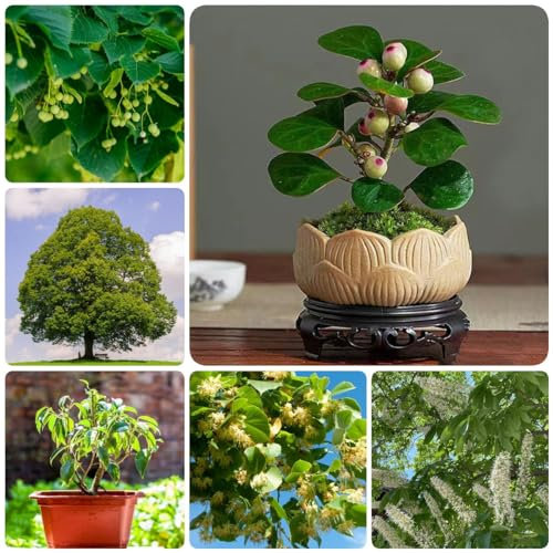 30 Pcs Bodhi Samen - Ficus Religiosa - Grünpflanzen, Gartendeko Für Draußen Bodhi Baum Bonsai Samen, Immergrüne Pflanzen Winterhart Bäume Kaufen, Zimmerbonsai Bonsai Baumsamen Bäume