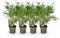 GreenboutiQ - Bambou - Fargesia rufa - Vert - 4 Plantes - Persistant - Non envahissant - Pot 14cm Hauteur 35cm