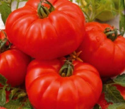 Stk - 25x Tomate Marmande - Alte Sorten frische Samen Gemüse Garten Tomaten KS401 - Seeds & Plants Shop by Ipsa