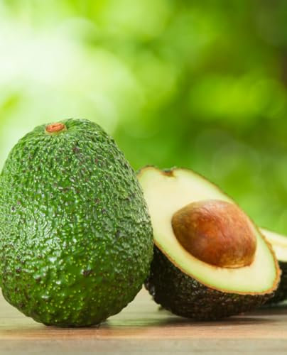 Avocado Pflanze 'Hass' - gepfropfte Pflanze - im Topf Ø 18 cm - Höhe 120/150 cm