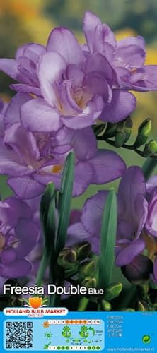 Freesienzwiebeln : Freesia - Freesie  verschiedene Sorten  5 Blumenzwiebeln (blau gefüllt)