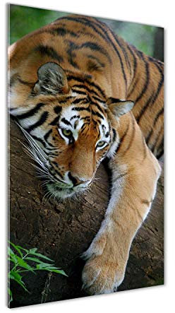 Tulup Impression sur Verre de 50x100 cm Image Tableau Photo décorative panoramique pour la Cuisine et Le Salon - Animaux - Tigre sur l'arbre - Orange