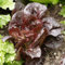 500 Stück/Beutel Rote Salatsamen DIY nahrhafte köstliche Gartenpflanze Rote Römersalatsamen für den Garten im Freien Samen zum Pflanzen jetzt Rote Salatsamen
