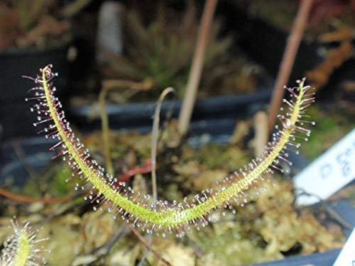 Semillas plantas carnívoras Drosera binata