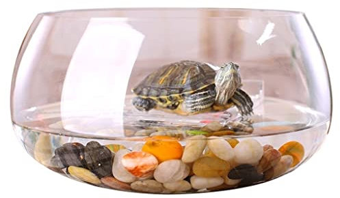 Pecera Tanque de Peces de Cristal Transparente Redondo Creativo, Acuario, Oficina en casa, pecera, Acuario, Sala de Estar, Escritorio, decoración de Acuario Cuenco de Peces (Color : A, Size : 24cm)