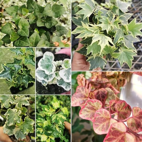 400 pcs Efeu Pflanze Samen Echt - Hedera nepalensis - Geschenke Für Gartenfreunde Efeu Samen Schnellwachsend Balkon, Extrem Winterharte Kübelpflanzen Exotische Pflanzen, Geschenke