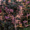 rotbuche heckenpflanzen samen baumsamen, bonsai samen indoor rotbuche baum samen gartenpflanzen winterhart mehrjährig pflanzen samen, bäume pflanzen topfpflanzen draußen winterhart 125pcs