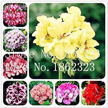 100 Pcs Geranium Rare Variegated Geranium Flower Potted Winter Perennial Garden Flower for Plant for Home Garden: Mixed