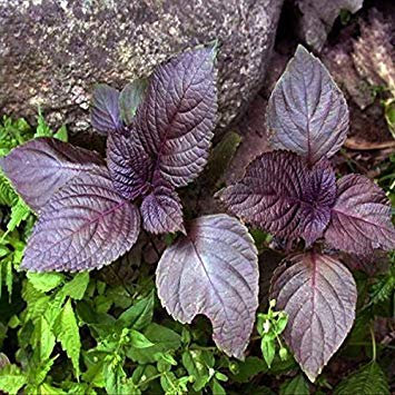 Potseed 50pcs púrpura Perilla Vegetable Seeds jardín Hierba Anual de la Planta
