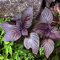 Potseed 50pcs púrpura Perilla Vegetable Seeds jardín Hierba Anual de la Planta