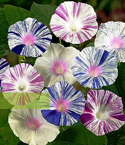SeedsUP - 50+ Seeds Morning Glory Harlequin - Flower Mix