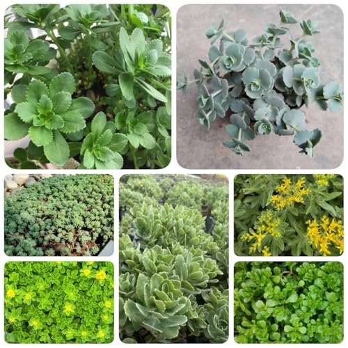 300 piezas Semillas de Sedum, plantas de Sedum, jardinería plantas resistentes para el jardín abejas prado flores para balcon semillas organicas Flores de balcón regalos de Pascua