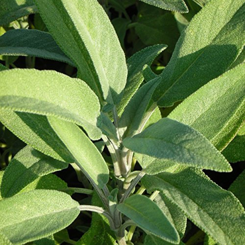 Blumixx Stauden Salvia officinalis - Gewürz-Salbei, im 0,5 Liter Topf, violettblau blühend