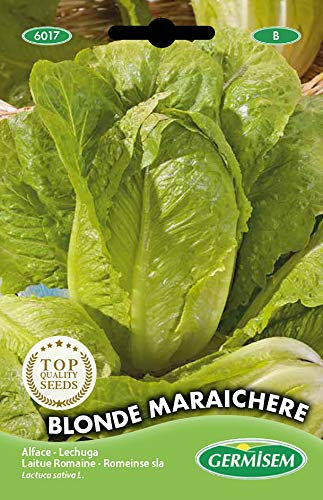 Germisem graines Laitue Romaine BLONDE MARAICHERE