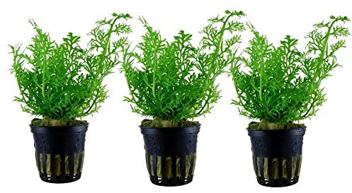 AquaOne Aquarium Pflanze 3 Stück Ceratopteris thalictroides I Wasserpflanze Aquariumpflanze Stängelpflanze voll durchwurzelt einfach pflegeleicht Aquascaping Dekoration