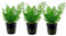 AquaOne Aquarium Pflanze 3 Stück Ceratopteris thalictroides I Wasserpflanze Aquariumpflanze Stängelpflanze voll durchwurzelt einfach pflegeleicht Aquascaping Dekoration