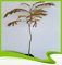 Albizia Julibrissin Rosea (albero della seta), pianta