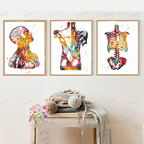 HMXQLW Abstrakt Medizin Anatomie Wandbilder Mensch Organe Herz Gehirn Aquarell Bilder kunstdrucke Klinik Deko,Leinwandbilder Poster und Drucke Wandkunst Rahmenlos (3X40x60cm,1)