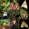 50 pcs Affenkopf orchidee samen bienenweide saatgut mehrjährig Dracula simia - winterharte blumen, garden Schnittblumen Samen, Balkonpflanzen Winterhart Mehrjährig Topfpflanzen Echt,
