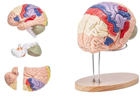UIGJIOG Anatomie Human Brain Model 2X Life Size 4-Teiliges Menschliches Gehirn Anatomisches Modell Mit Etiketten Display Base Farbcodierte Abnehmbare Gehirn Forschung Auf Lehre Menschlichen Anatomie