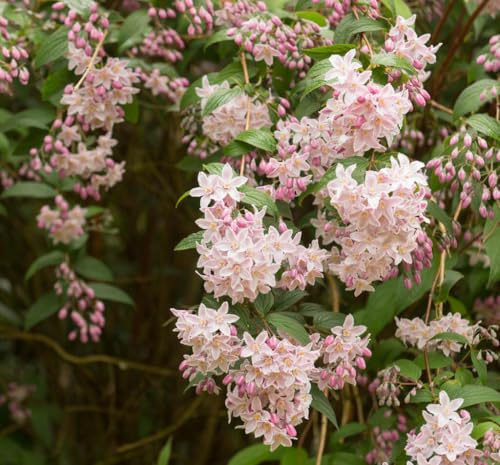 Deutzien Campanulata 2L - Regelmäßige Form und sehr üppige Blüte