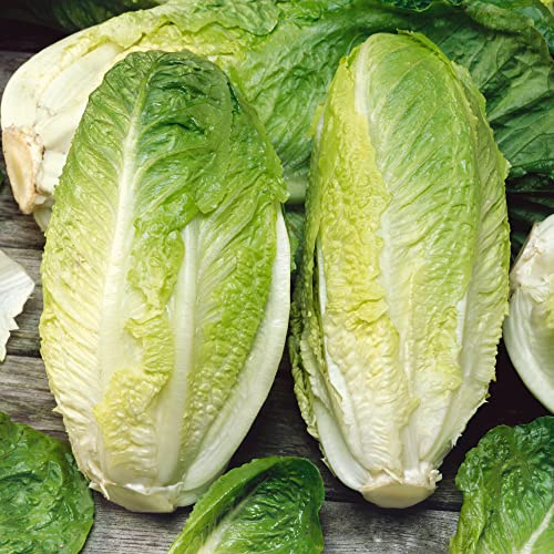 Giant Caesar Romaine Lettuce Seeds - 1 g Packet ~850 Seeds - Non-GMO, Heirloom - Vegetable Garden - Lactuca Sativa
