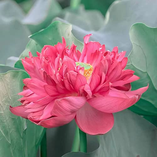 Lotus Samen Lotussamen Bonsai - Hydroponik Seltene Pflanzen Serie - Pflanzen FüR DraußEn Winterhart Gartenpflanzen MehrjäHrig KräUter Saatgut Wiesenblumen Hochbeet Balkon 25Stück