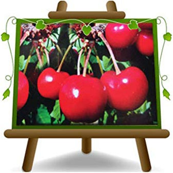 Cereza dulce Lapins - Planta frutal en maceta 26 - Árbol máx. 180 cm – 4 años cultivo Italia