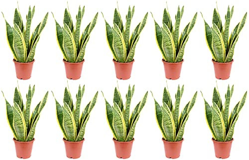 10x Bogenhanf, pflegeleichte Zimmerpflanze, Sansevieria trifasciata Laurentii - Höhe ca. 35 cm, Topf-Ø 12 cm