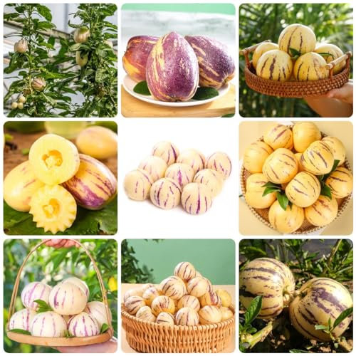 500 Pcs Birnenmelone Samen - Säulenobstbäume, Exotische Pflanzen Winterhart, Pepino Melon,Melonenbirne Samen - Solanum Muricatum - Pflanzen Anzucht, Grünpflanzen Zimmerpflanzen Zimmerpflanzen