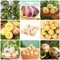500 Pcs Birnenmelone Samen - Säulenobstbäume, Exotische Pflanzen Winterhart, Pepino Melon,Melonenbirne Samen - Solanum Muricatum - Pflanzen Anzucht, Grünpflanzen Zimmerpflanzen Zimmerpflanzen
