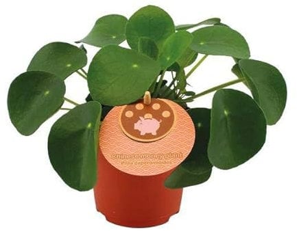 Chinesischer Geldbaum - Pilea Peperomioides - Zimmerpflanze - Ø11cm - 15cm